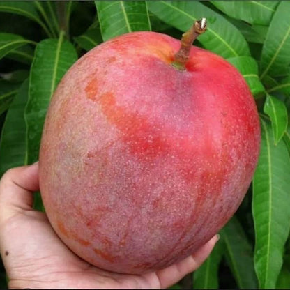 R2E2 Mango Live Plant (Mangifera indica)