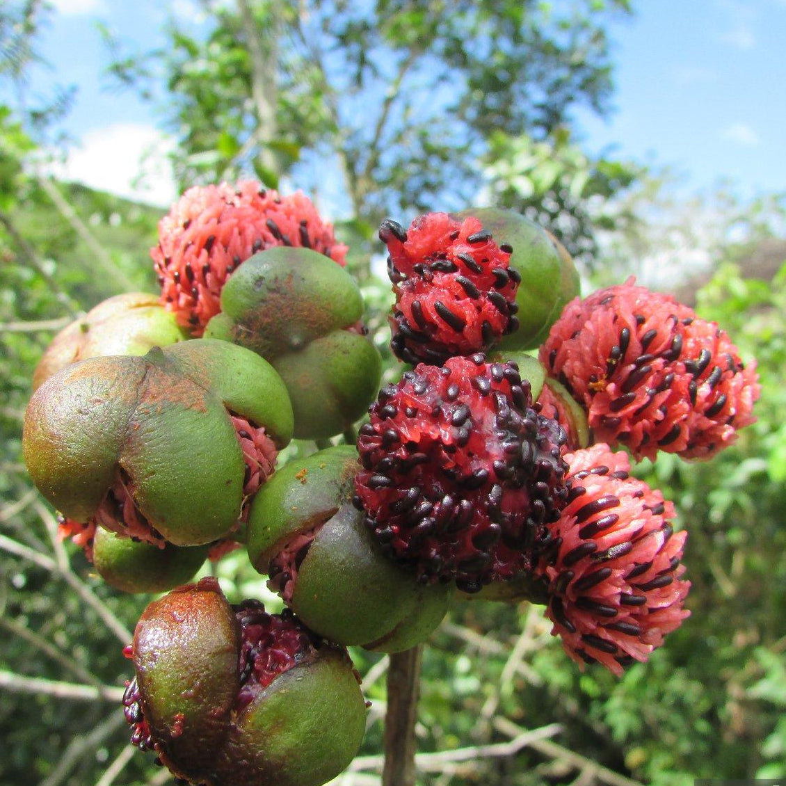 Pink fruiting Marcgravia Live Plant (Marcgraviastrum cuneifolium)