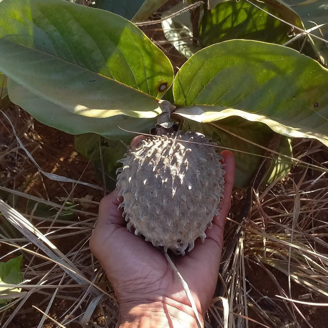 Annona Monticola Fruit  plant (Annona Monticola)