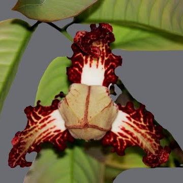 African Nutmeg Live Plant (Monodora myristica)