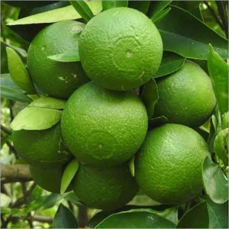 Sweet Bari Malta Fruit Plant (Citrus sinensis L)
