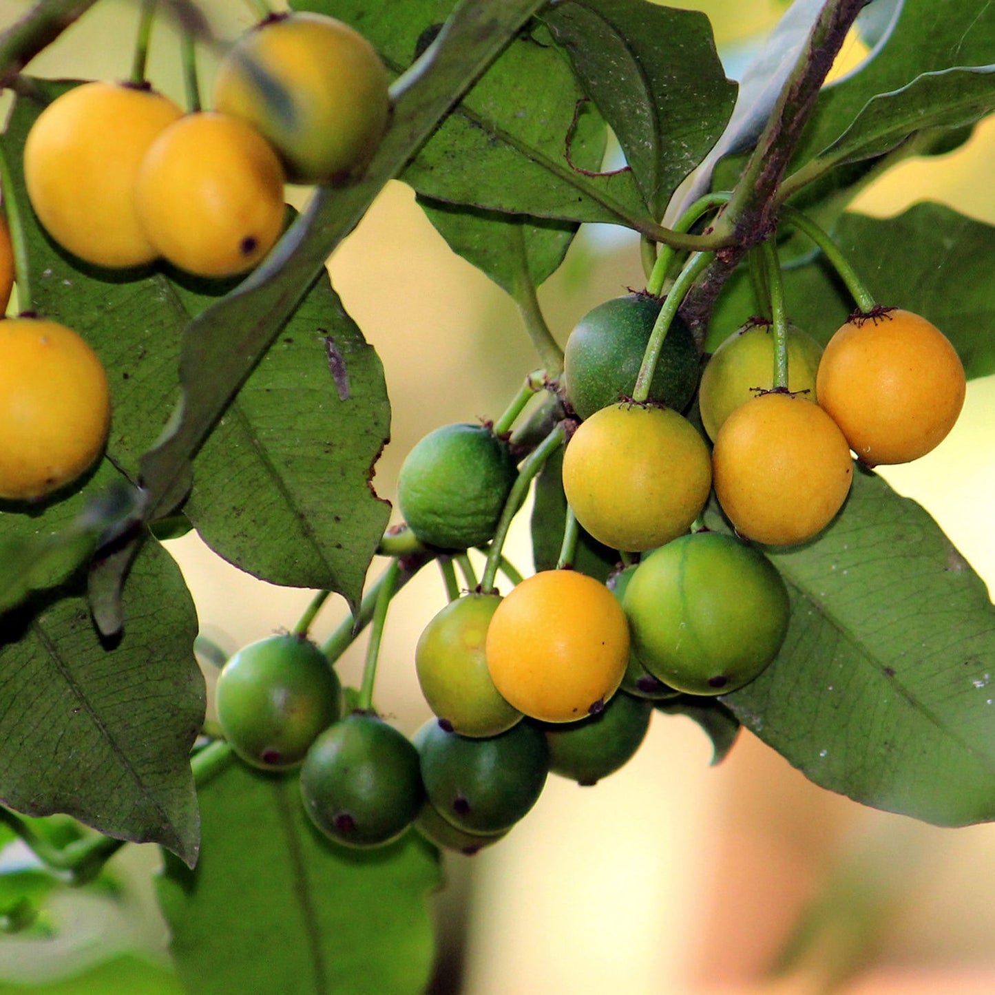 Cherry Mangosteen Fruit Plants (Garcinia Intermedia)