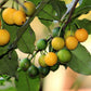 Cherry Mangosteen Fruit Plants (Garcinia Intermedia)