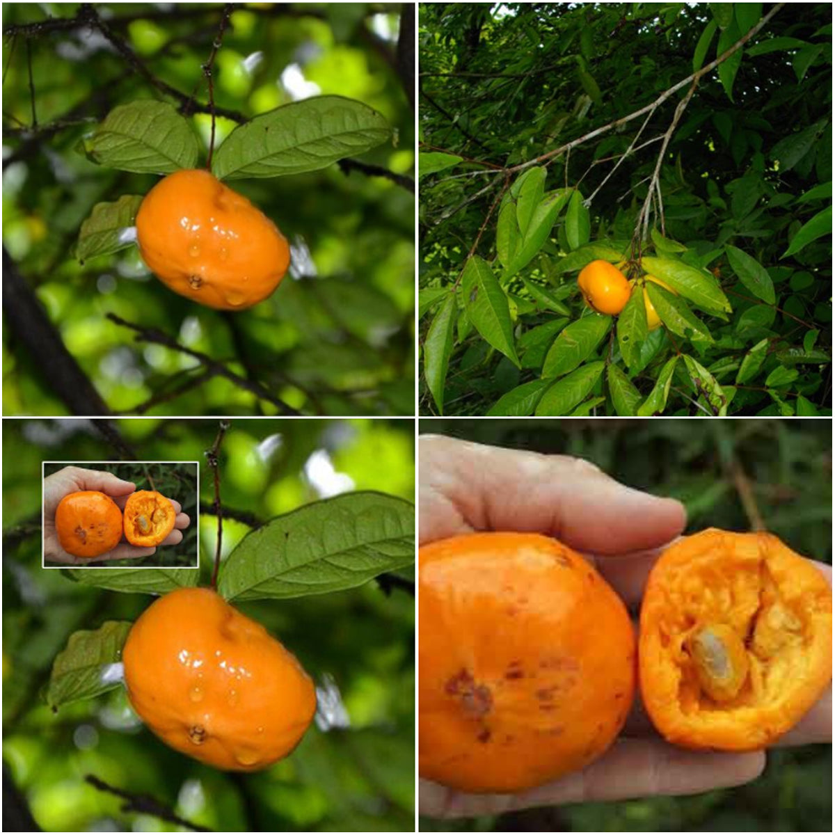 Sundrop Fruit Plant (Eugenia Victoriana)