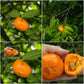 Sundrop Fruit Plant (Eugenia Victoriana)