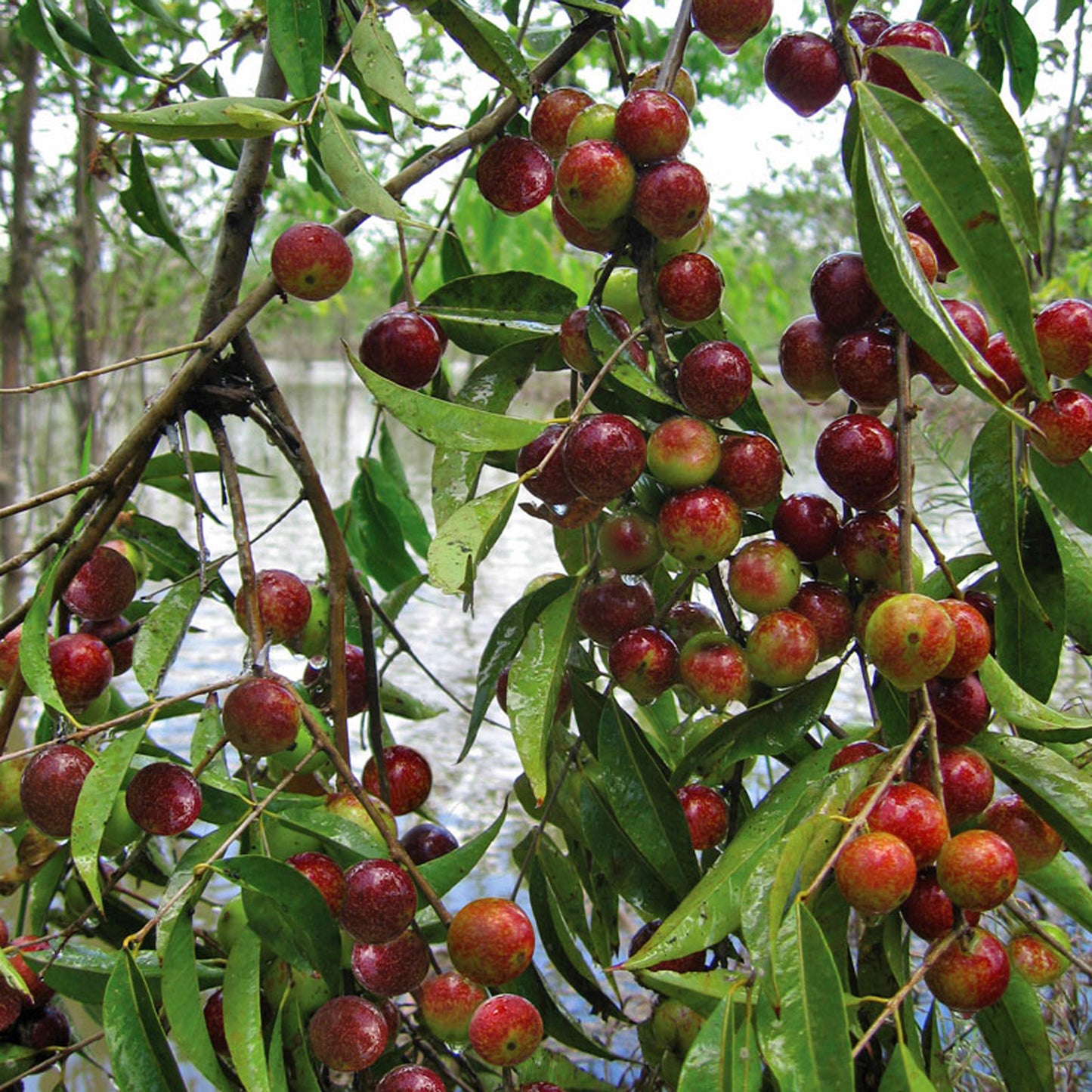 Camu Camu: The Vitamin C Jewel of the Amazon