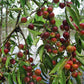Camu Camu: The Vitamin C Jewel of the Amazon