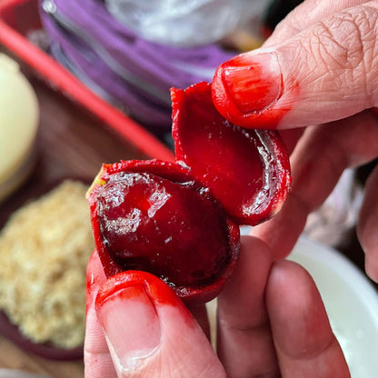 Blood Fruit Live Plant (Haematocarpus validus)