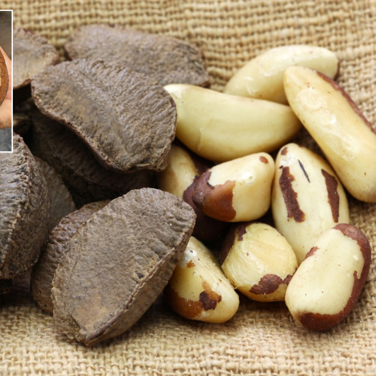Brazil Nut fruit Plants (Bertholletia Excelsa)