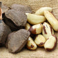 Brazil Nut fruit Plants (Bertholletia Excelsa)