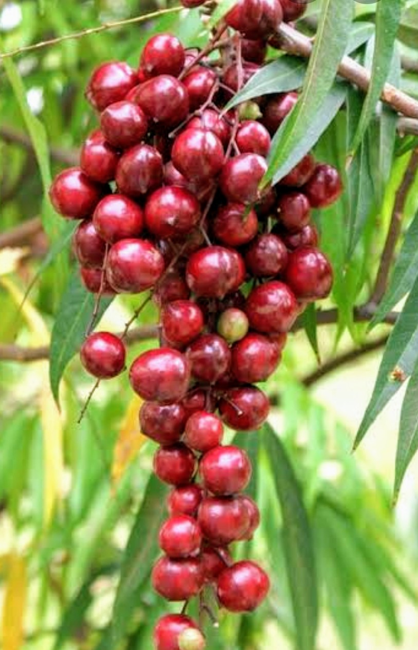 Terengganu Cherry Fruit Plants (Lepisanthes Alata)