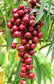 Terengganu Cherry Fruit Plants (Lepisanthes Alata)