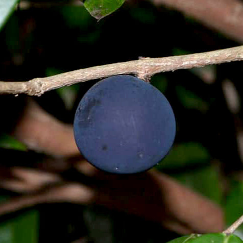 Blue Jaboticaba: A Rare Exotic Fruit Plant for Your Garden