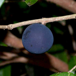 Blue Jaboticaba: A Rare Exotic Fruit Plant for Your Garden