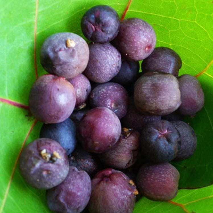 Sea Grape Live Plant (Coccoloba uvifera)