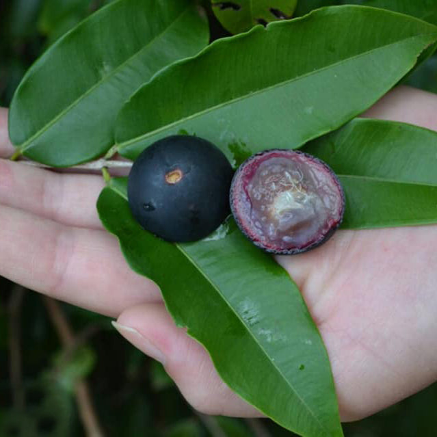 Blue Jaboticaba: A Rare Exotic Fruit Plant for Your Garden