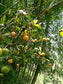 Yellow Sweet Kokum (Garcinia Indica) live plant