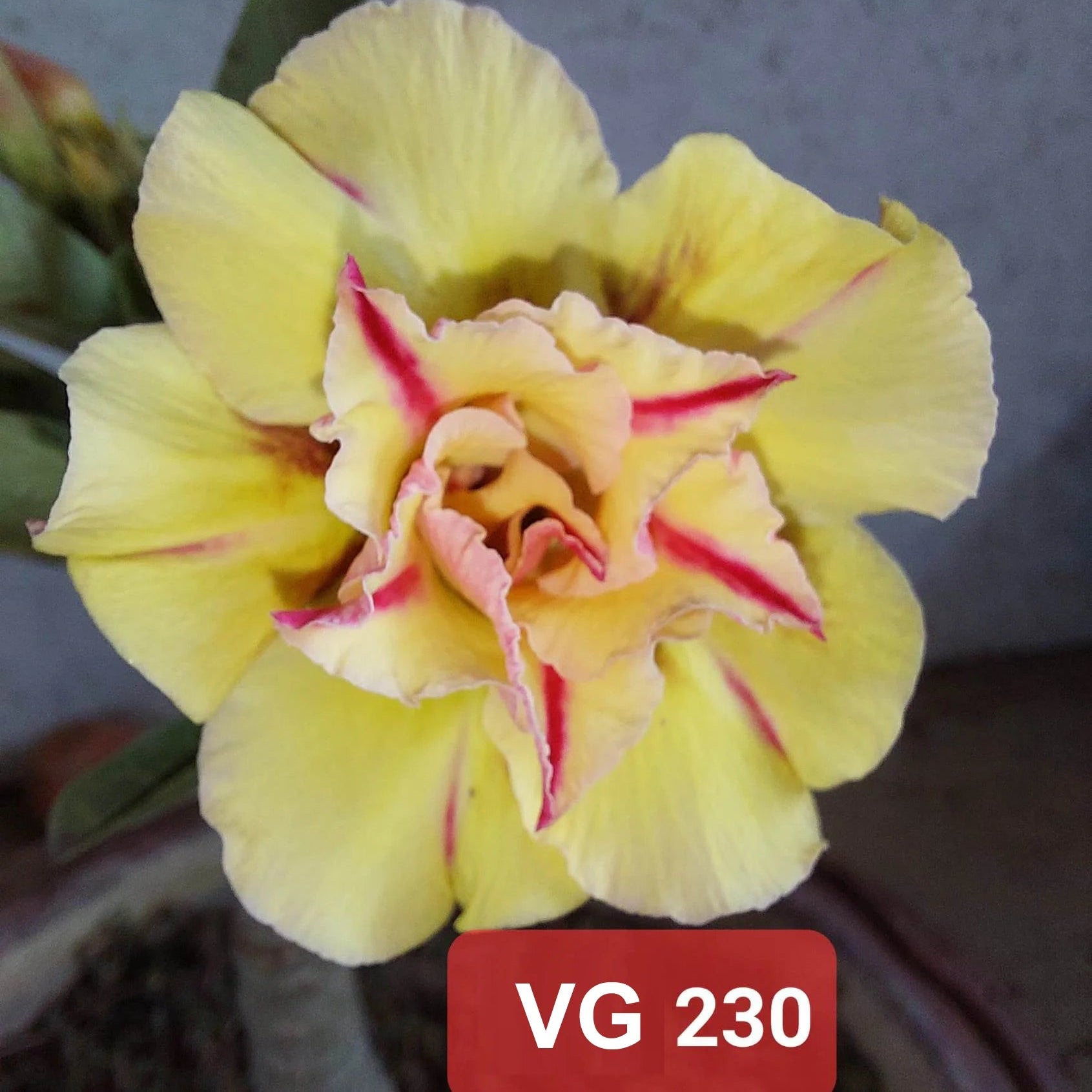 Adenium Rossy VG 230