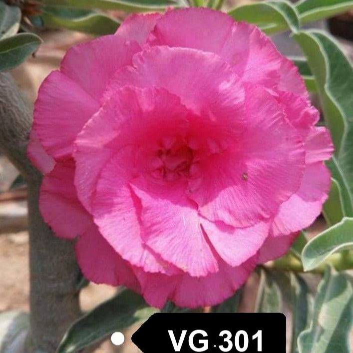 Adenium Rossy VG 301