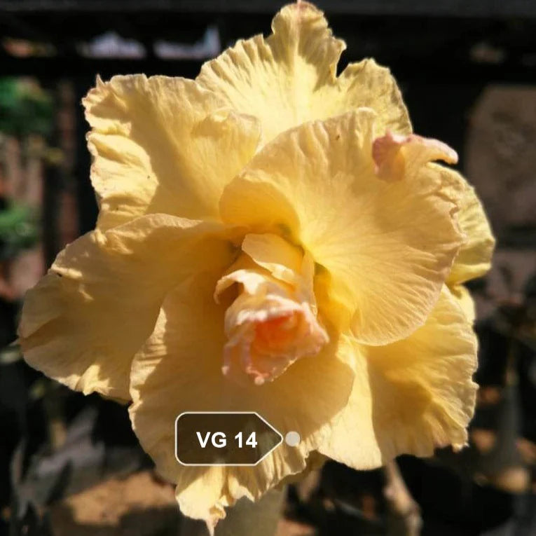 Adenium Rossy VG 14