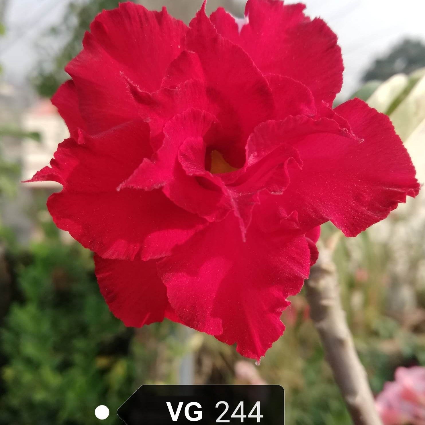 Adenium Rossy VG 244