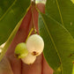 White Lilly Pilly Live Plant (Syzygium cerasiforme)