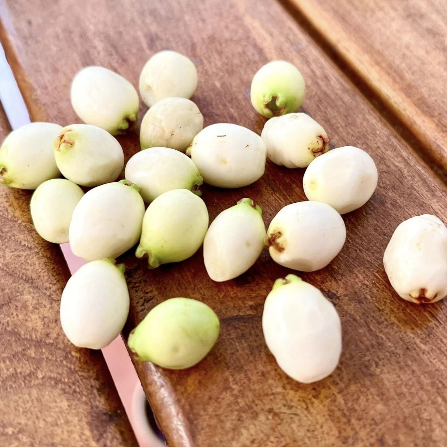 White Lilly Pilly Live Plant (Syzygium cerasiforme)