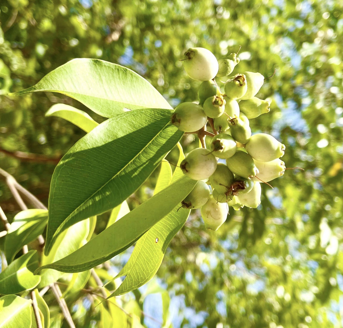 White Lilly Pilly Live Plant (Syzygium cerasiforme)