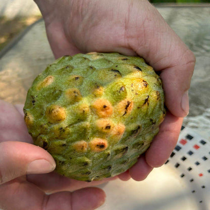 Annona reticulata "Escarlet" (Annona reticulata "Escarlet")