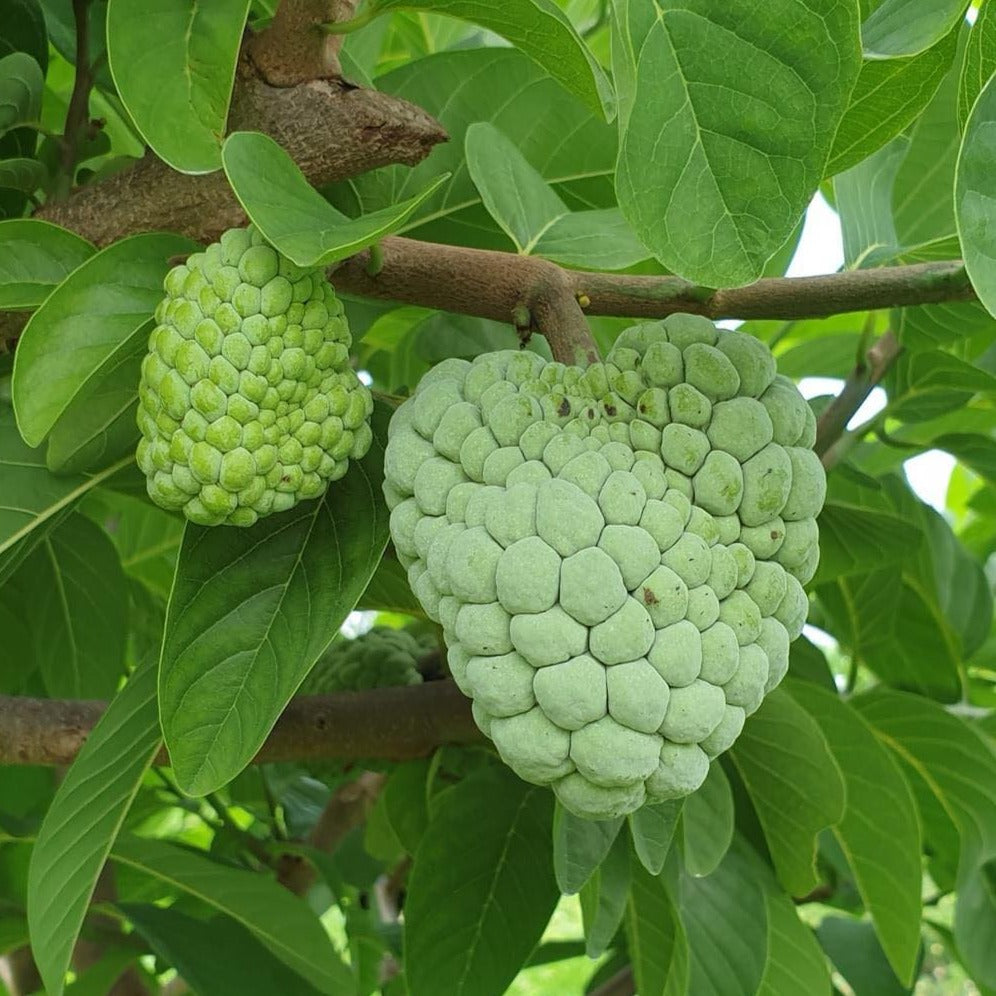 Muggil Tree Sugar Apple Tree