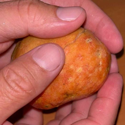Peach Egg Reticulata (Annona reticulata "Peach Egg)  Live Plant