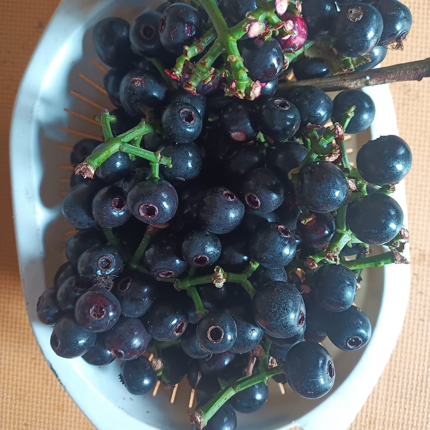 Lipote Fruit Plants (Syzygium Curranii)