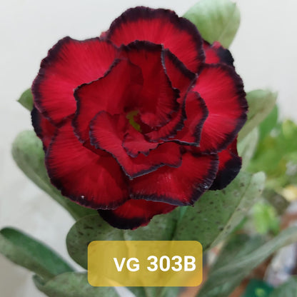 Adenium Rossy VG 303