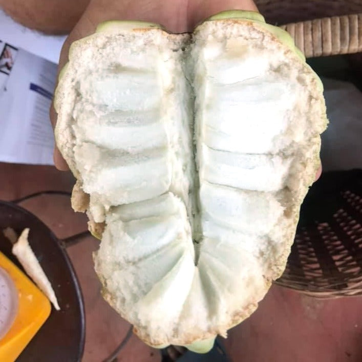 Taiwan Sugar Apple Live Plant