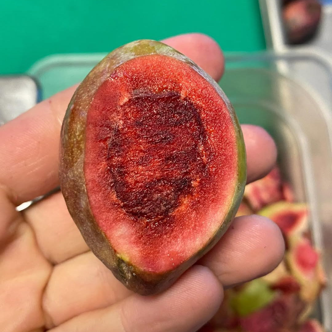 Sweet Skin Alomond (Terminalia catappa)