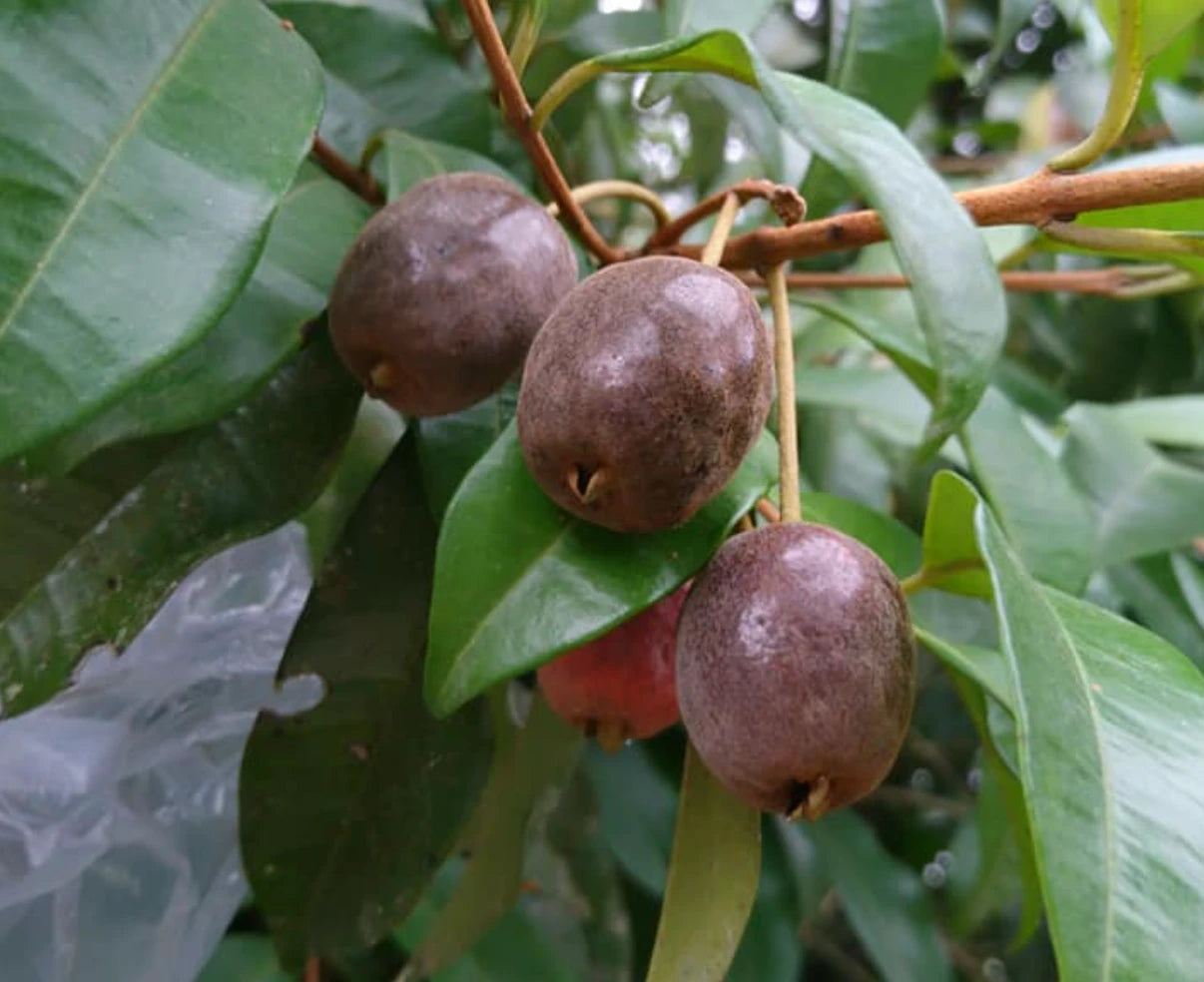 Cereja Cherry Fruit Plant (Eugenia cereja)