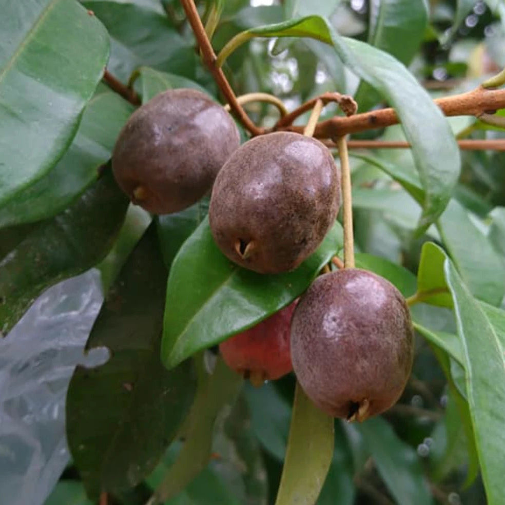 Cereja Cherry Fruit Plant (Eugenia cereja) – The Trending Cherry Live Plant of the Season