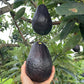 Malama Avocado Live Plant (Persea Americana Mill)