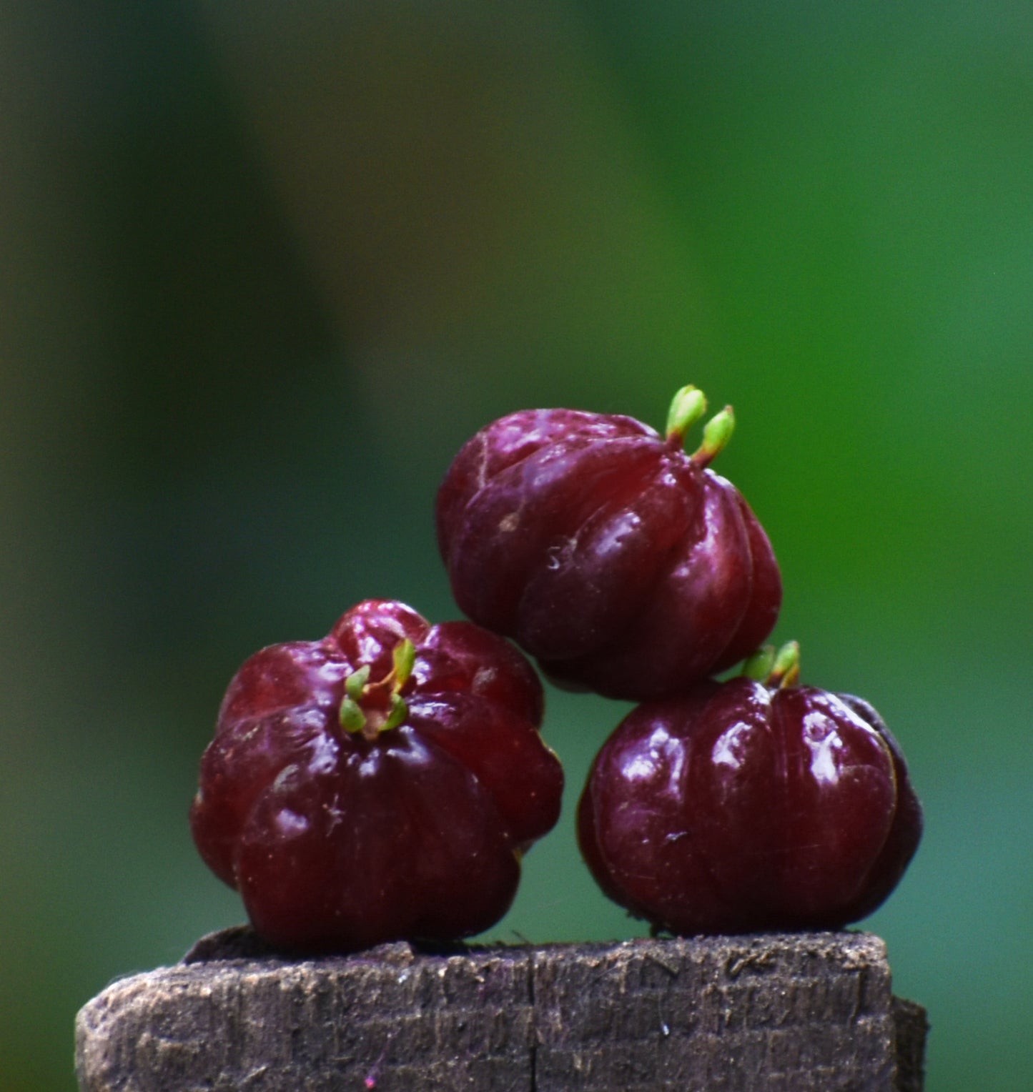 Surinam Cherry Black Fruit Plants (Eugenia Uniflora)