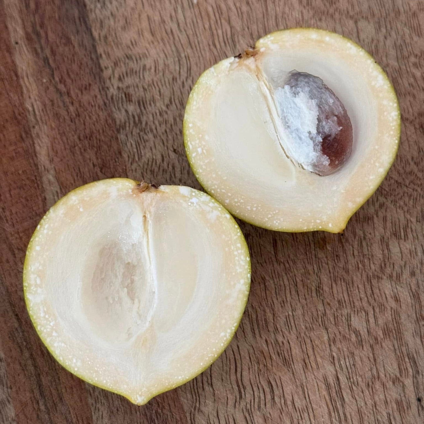 F2 Pouteria torta x camito Live Plant