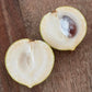 F2 Pouteria torta x camito Live Plant