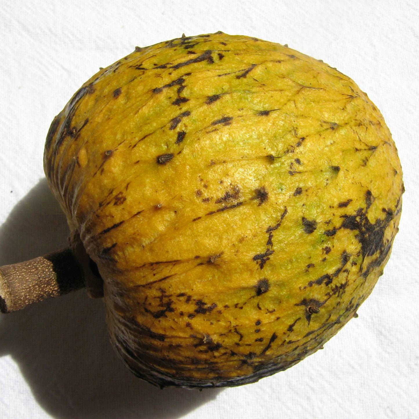 Beach Sugar Apple Fruit Plants ( Annona Salzmannii)