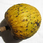 Beach Sugar Apple Fruit Plants ( Annona Salzmannii)