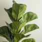 Ficus lyrata Live Plant