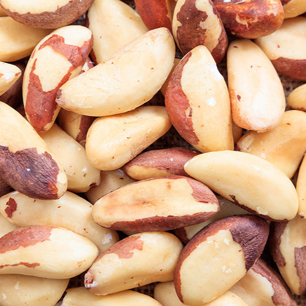 Brazil Nut fruit Plants (Bertholletia Excelsa)