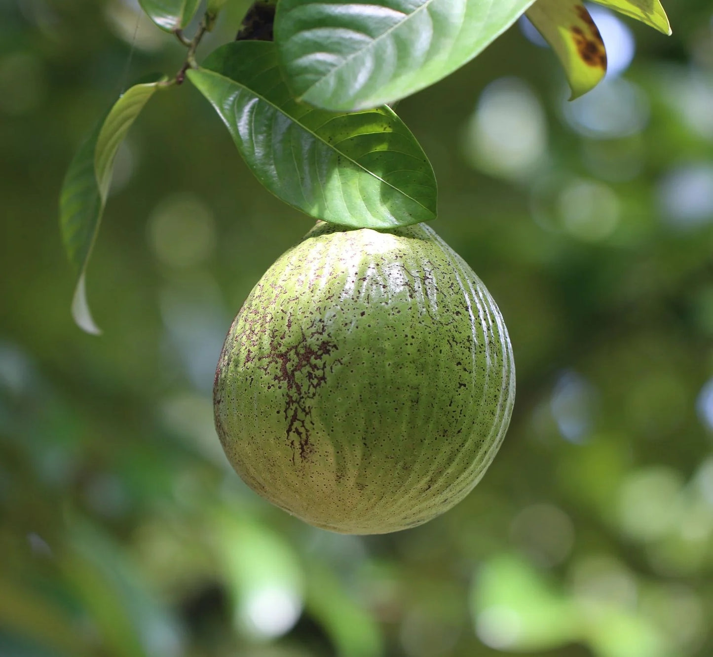 African Nutmeg Live Plant (Monodora myristica)