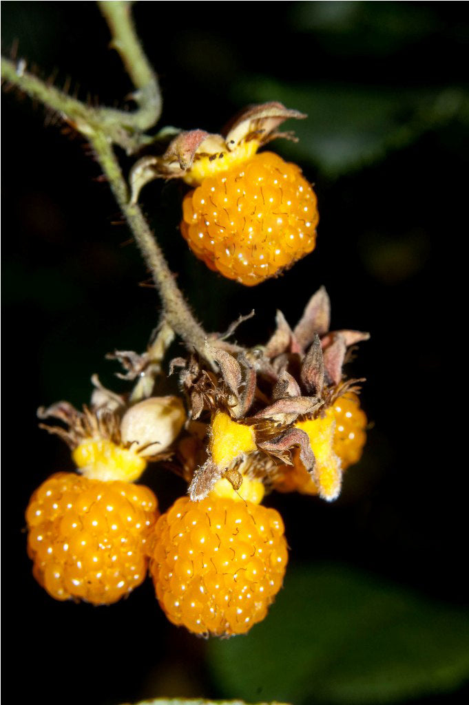 Yellow Himalayan Raspberry Live Plant (Rubus ellipticus) – veliyathgardens