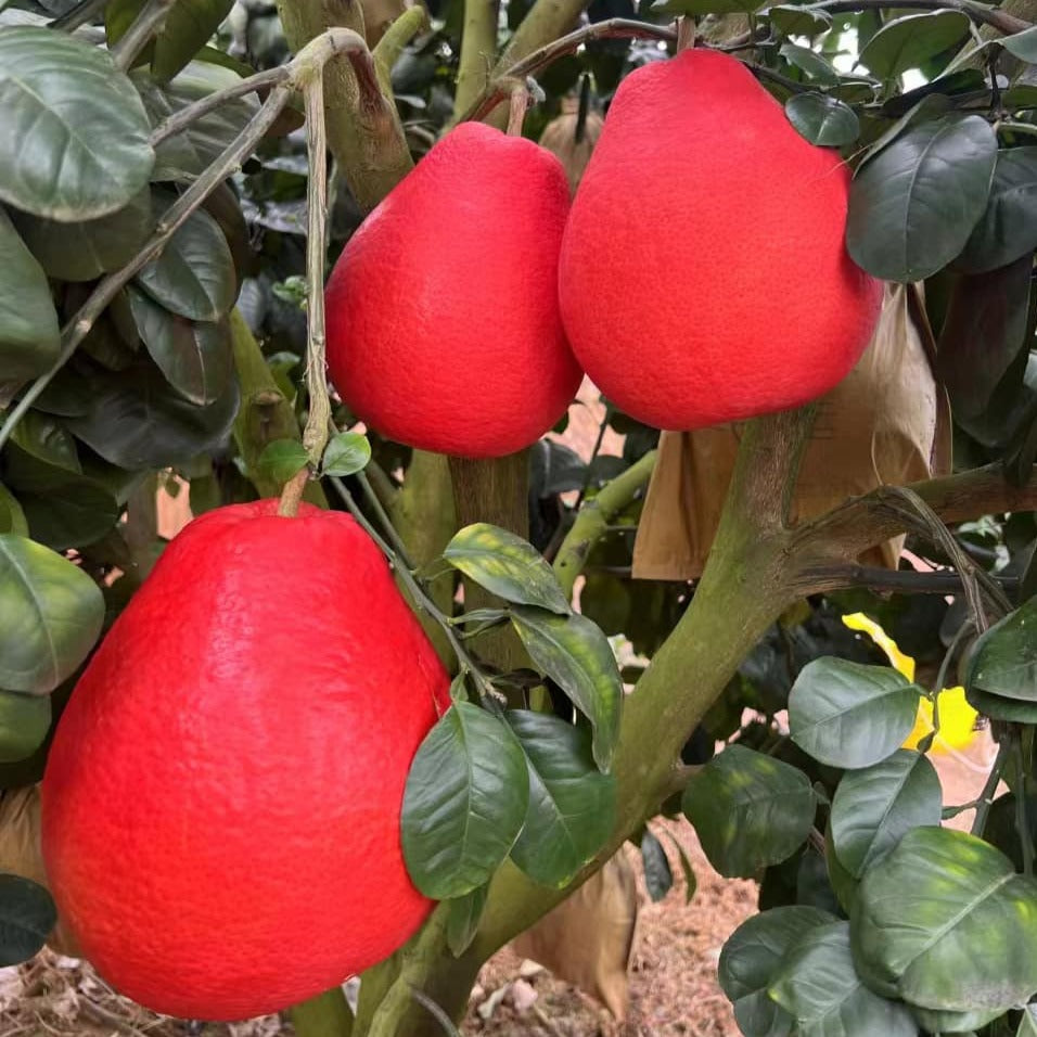 Thai red Pomelo Live Plant – veliyathgardens