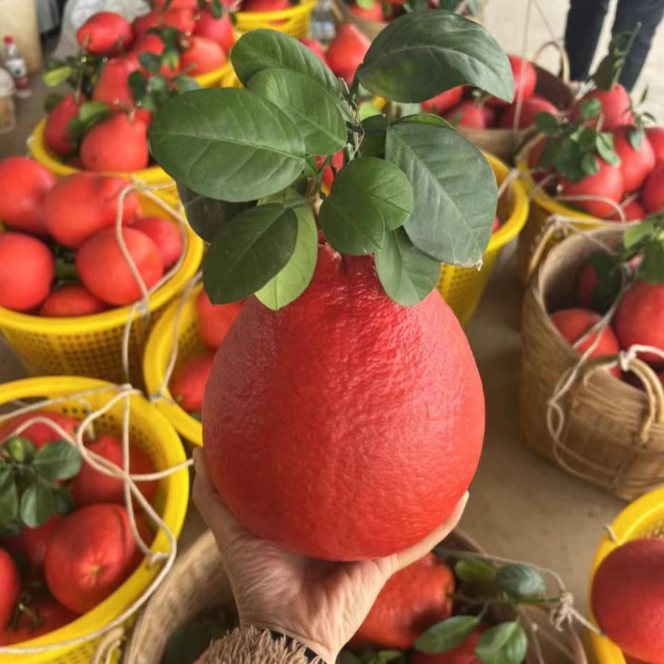 Thai red Pomelo Live Plant