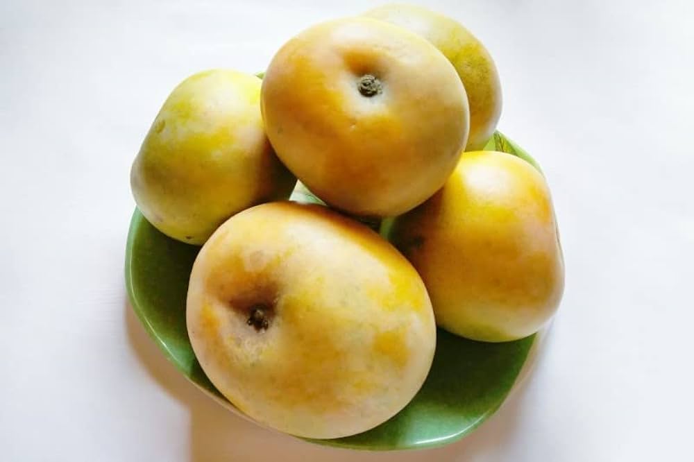 Apple Romania Mango Live Plant (Mangifera indica)